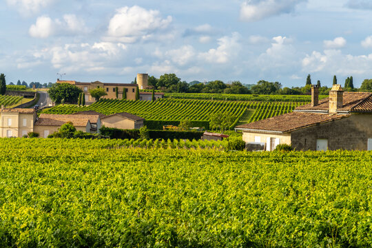 Vineyards on the hills of Saint-Emilion, Gironde, Nouvelle Aquitaine, France