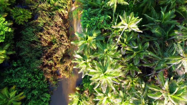 Aerial top view on a river, palm trees in the jungle and beach in Tayrona National Natural Park, Colombia, South America from a drone