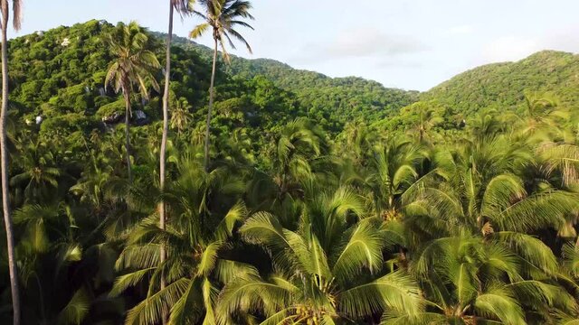 Aerial view on a beach, palm trees in the jungle on Tayrona National Natural Park, Colombia, South America from a drone