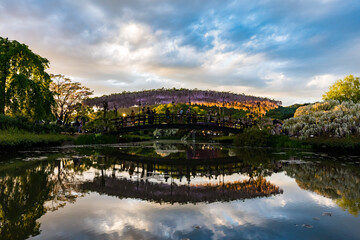 あしかがフラワーパーク　藤の花　満開　橋　夕暮れ
