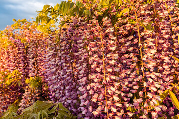 あしかがフラワーパーク　藤の花　満開