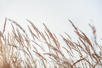 Dry reed. Minimal, stylish, trend concept. Natural background