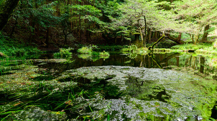 山吹水源
Yamabuki Springhead
初秋の水源風景(標高820m)
Water source scenery in early...