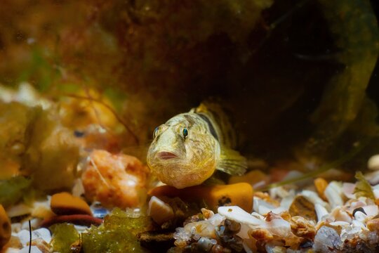 funny tubenose goby, active gobiidae species, dwarf saltwater specimen rest en face and curious watch at camera, covered with green and brown algae in Black Sea marine biotope