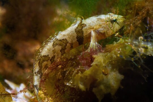 tubenose goby, curious active gobiidae species, dwarf saltwater specimen search for food on stone, covered with green and brown algae in Black Sea marine biotope
