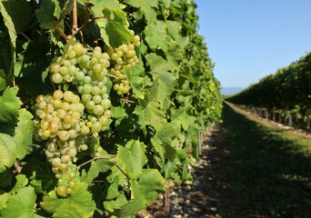 Malvasia grapes hanging on vine few days before the harvest.	It is also known as Malvazia or...