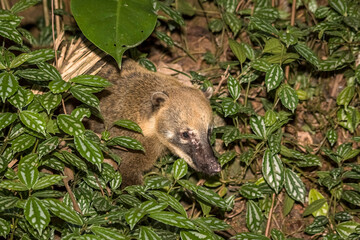 "South American Coati (Nasua nasua), Leaving Inside of  the Bush, Also Known as the Ring-tailed Coati 