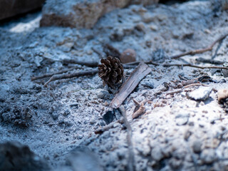 pine cone