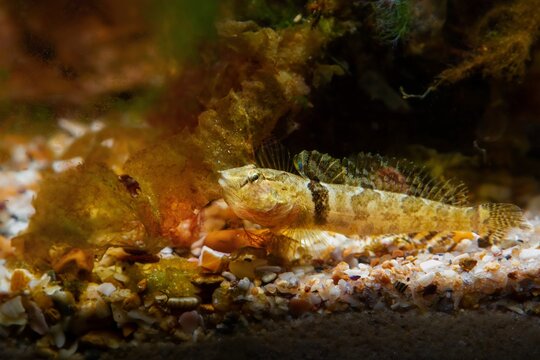 tubenose goby, timid, healthy, active gobiidae, dwarf saltwater species spread fins and show off on gravel bottom with brown algae in Black Sea marine biotope aquarium