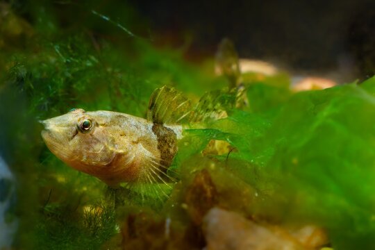 tubenose goby, timid, active gobiidae, dwarf saltwater species spread fins, and peeps from green algae in Black Sea marine biotope, shallow dof