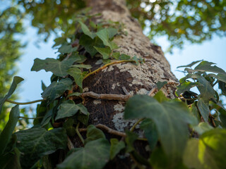 vines