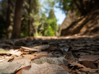 autumn in the forest