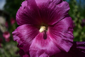 rose tr&eacute;mi&egrave;re violet