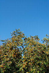 Fototapeta na wymiar 実った柿の木
