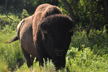 Looking Directly into the Face of an American Buffalo