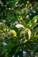 木になっているいが栗