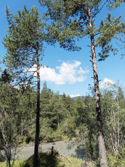 Bavarian landscape. Along Weißach river. Magnificent walking path under the pines and beeches with views of the surrounding peaks of  Mangfall mountains