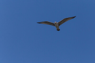 Caspian Gull flying in a blue sky