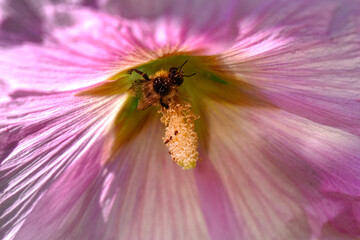 rose tr&eacute;mi&egrave;re