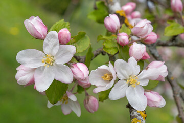 Weiße Blüten und rosa Knospen am Zweig eines Apfelbaums in Nahaufnahme