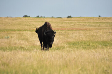 American Buffalo Meandering Through the Plains Grasses