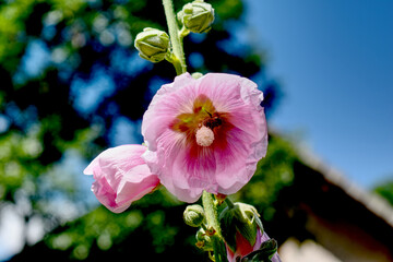 rose tr&eacute;mi&egrave;re