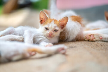 Close up little cat sleeping with family
