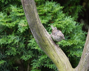 bird on a tree