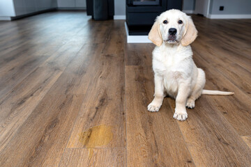 A golden retriever puppy sits scolded near a pee stain on modern waterproof vinyl panels in the living room of the home. - obrazy, fototapety, plakaty