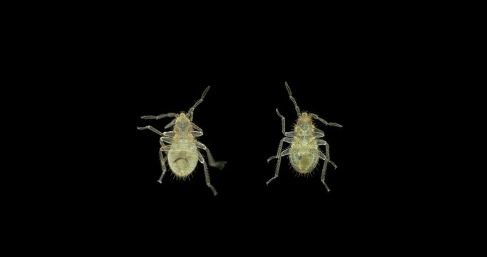 Bed bug nymph Cimex lectularius under a microscope, order Hemiptera, family Cimicidae. Feeds on human blood. Initial stage