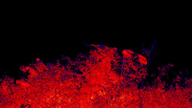 A friendly flock of sparrows pecks at weed grains (fat-hen) on the edge of the field. Illustration of thermal image