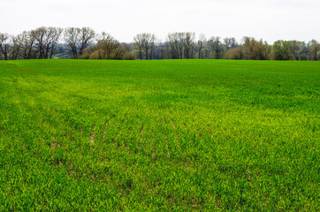 Obraz premium Leaves of winter wheat turned yellow due to illness