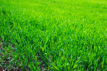 Winter wheat seedlings in the spring day