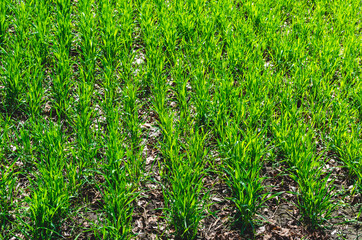 With close pitch spring wheat in good condition