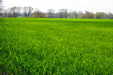 Fototapeta premium Spring, the winter wheat turning green