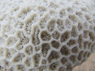 Texture of a white dead marine coral in Australia. Geometrical natural pattern with elements for...