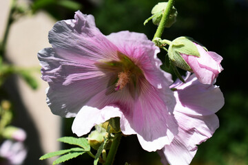 rose tr&eacute;mi&egrave;re