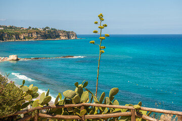 dziko rosnące kaktusy na tle skalistego wybrzeża południowych Włoch - obrazy, fototapety, plakaty