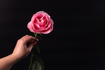 Female hands with rose. Pink rose on black background. Presenting flower.