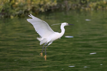 足を下げて飛ぶコサギ