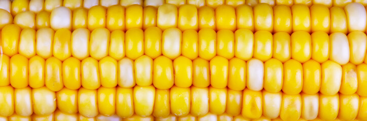 horizontal banner with texture of boiled yellow corn grains