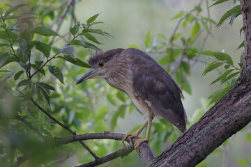 枝にとまるホシゴイ