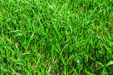 Winter wheat field fragment at early spring