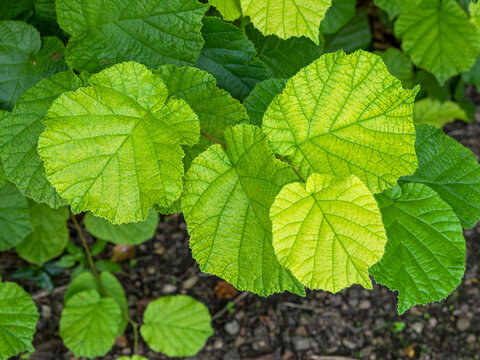 Leaves of common hazel with beautiful colours and textures