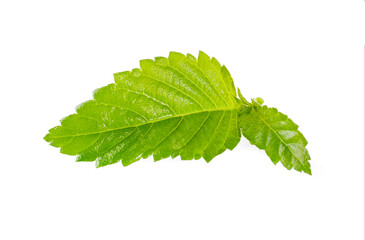 Green leaf isolated on white background
