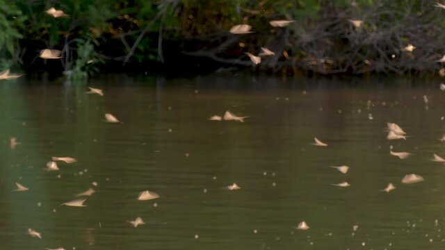Mass flight of mayflies (Ephemeroptera) in the Dniester delta