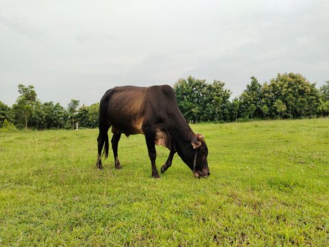 A black cow grazes on a green meadow. Full picture of the cow.