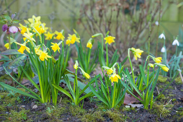 Fototapeta premium Dwarf daffodils tete a tete in a UK garden flowerbed