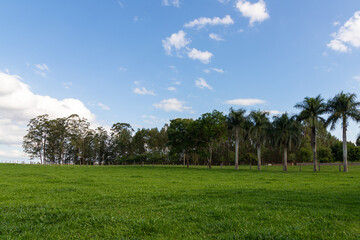 landscape with trees and clouds