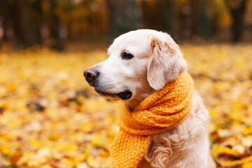 Golden retriever dog wearing in a yellow scarf in nature. Autumn in park. Pets care concept.
